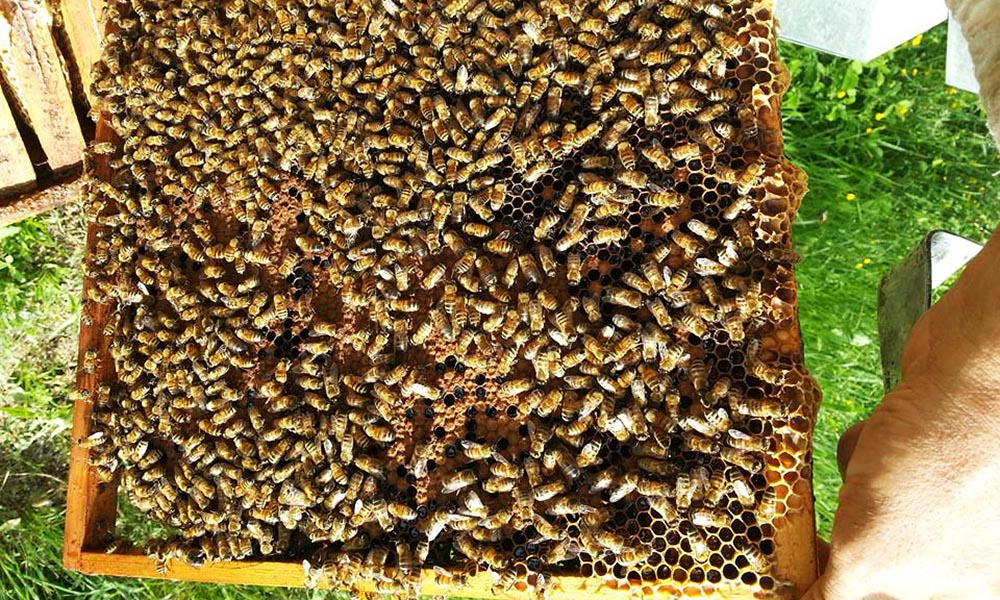 Le api di Occitania Valsusa
